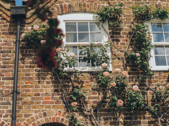 brick home with plants up the side